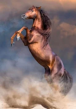 CLEMENTONI HQC - PUZZLE 500 PEZZI WILD RED STALLION: vendita online CLEMENTONI HQC - PUZZLE 500 PEZZI WILD RED STALLION in offerta