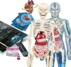 CLEMENTONI SCIENZA E GIOCO - ANATOMIA: vendita online CLEMENTONI SCIENZA E GIOCO - ANATOMIA in offerta