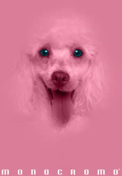PIGNA - QUADERNO MAXI MONOCROMO PINK 38 FOGLI A4 QUADRETTI ASS.: vendita online PIGNA - QUADERNO MAXI MONOCROMO PINK 38 FOGLI A4 QUADRETTI ASS. in offerta