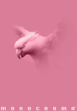 PIGNA - QUADERNO MAXI MONOCROMO PINK 38 FOGLI A4 QUADRETTI ASS.: vendita online PIGNA - QUADERNO MAXI MONOCROMO PINK 38 FOGLI A4 QUADRETTI ASS. in offerta