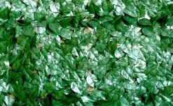 Vendita online di ARELLA SEMPREVERDE LAURO POINT 1X3MT