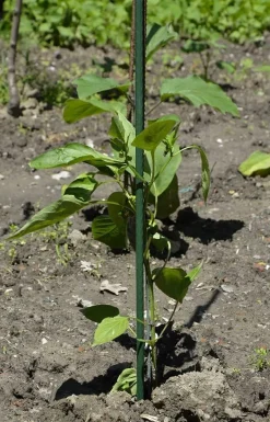 Vendita online di CANNA IN METALLO PLASTICATA 180CM