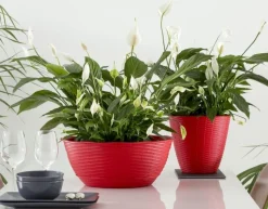 Vendita online di CIOTOLA PAGLIA DIAM. 40 ROSSO CORALLO