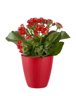 Vendita online di PORTAVASO PAGLIA DIAM. 14 ROSSO CORALLO