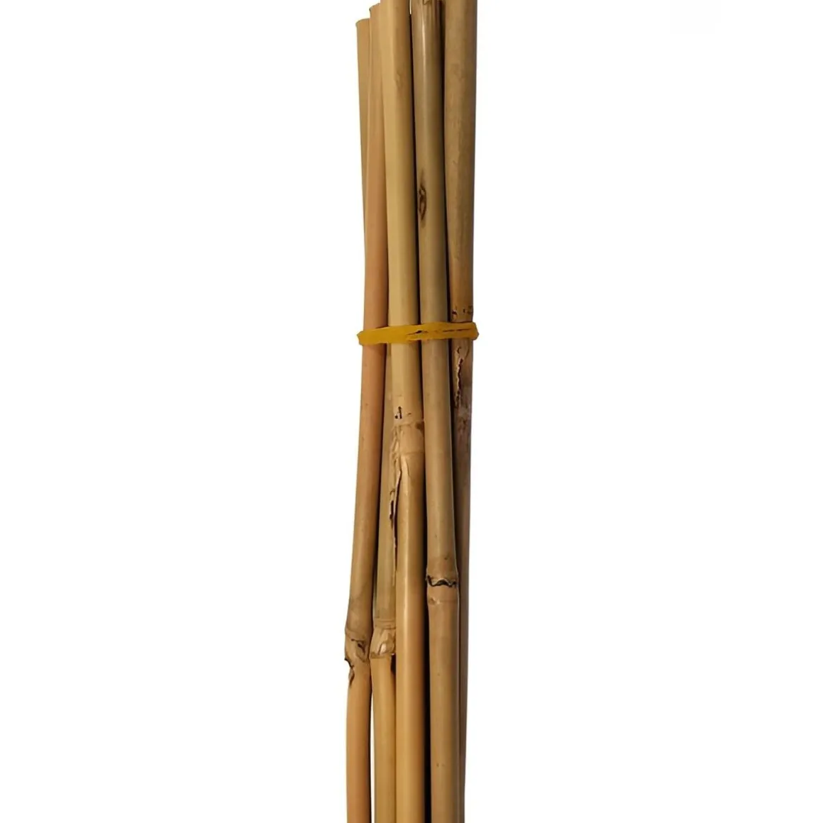Vendita online di SET 5 CANNE IN BAMBOO H 210CM DIAM. 18/20MM