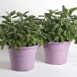Vendita online di VASO HEDERA DIAM. 20 H. 15 LAVANDA