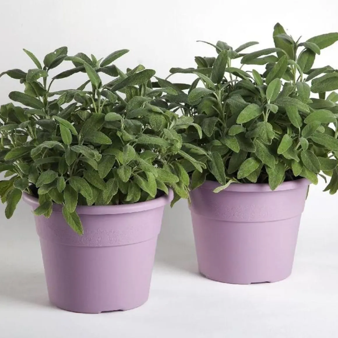 Vendita online di VASO HEDERA DIAM. 20 H. 15 LAVANDA