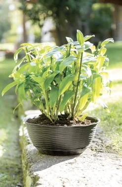 Vendita online di VASO PAGLIA DIAM. 40CM ANTRACITE CON SOTTOVASO